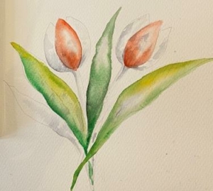 Tulipaner akvarel